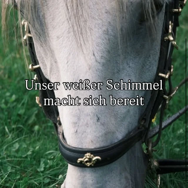 Unser weißer Schimmel macht sich bereit